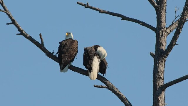Bald Eagle pair, female is preening itself in a dead tree