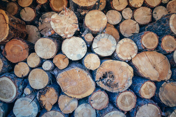 Harvested firewood. Felled trees. Annual rings. Logs for kindling in the barn. A beautiful cut of trees.