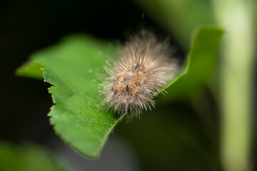 Caterpillar on leaf.