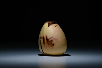 close-up shot of an avocado kernel