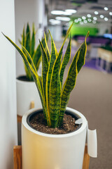 Office plant. Office corridor. A beautiful green plant in a pot. Landscaping of offices.