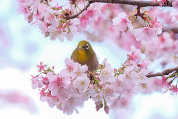 桜とメジロ