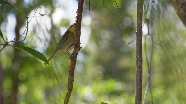 Pine warbler bird hanging on a branch with blurred background