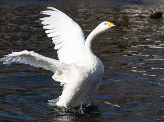 white swan swims in a pond