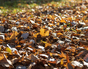 autumn dry leaves on the ground as background
