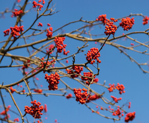 rowan berries on a branch against the sky