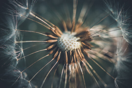 photo of white dandelion macro, nature, summer time © iloli