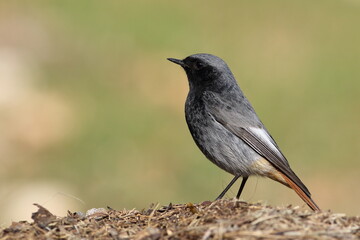 Obraz premium Sylvia ruppeli (Rüppell`s Warbler)