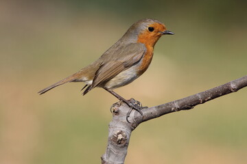 robin on a branch