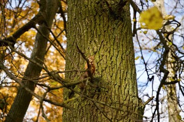 Squirrel in the park