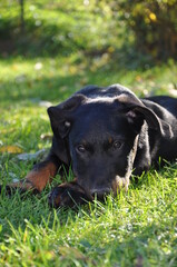 Beauceron, Berger de Beauce chiot