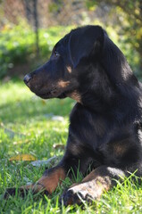 Beauceron, Berger de Beauce chiot
