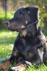 Beauceron , berger de Beauce chiot