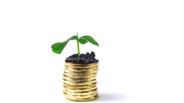 Gold coins and plant them isolated on white. Financial economic growth concept.