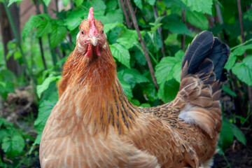 A variegated chicken in the yard. Side view on a multi-colored chicken. A variegated chicken among the greenery of the yard. Free-range domestic chicken. A multi-colored adult hen is walking.  