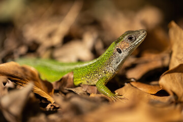 European green lizard, lacerta viridis, standing on leaves in close-up. Textured reptile looking on...