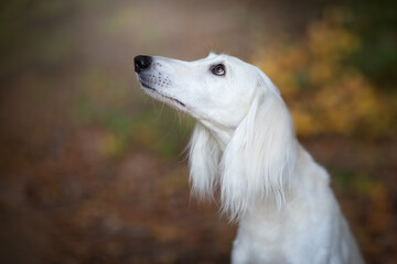 white Saluki (Persian greyhound) dog portrait