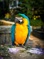 parrot