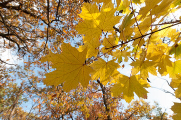 autumn maple leaves