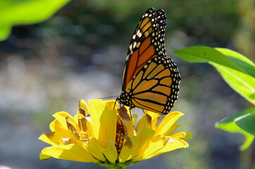 Monarch butterfly on wild flower