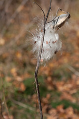 milkweed seed pod bursting open with seeds