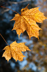 maple leaves up close - autumn