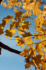 autumn leaves on blue sky