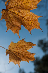 autumn maple leaves