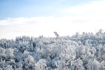 A forest beautifully covered in fresh snow