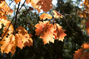 autumn oak leaves backlit by the sun