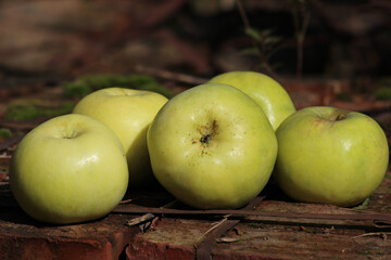 In the garden, yellow-green apples of the Kutuzovets variety are lying on red building bricks.