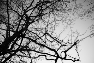 Tree with leafless branches against sky