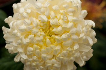 pompom chrysanthemum up close