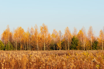 Fototapeta premium Autumn forest and fields