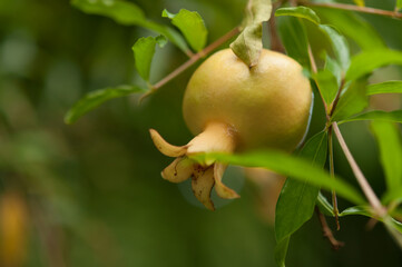 pomegranate on tree
