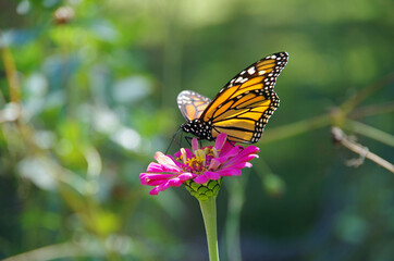 Fototapeta na wymiar Monarch butterfly on wild flower
