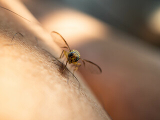 Close up shoot of Bactrocera dorsalis