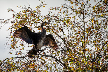 Backlit Cormorant with wings spread in top of tree with autumnal coloured leaves