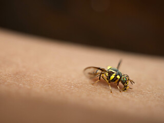 Close up shoot of Bactrocera dorsalis