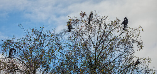 Group of 5 Cormorants perched in top of tree tops - panorama