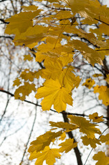 autumn maple leaves