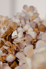 close up of dried flowers