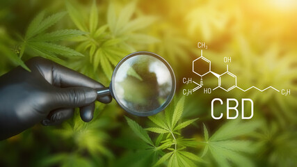 Cannabis CBD oil, medical cannabis concept,  hand of holding magnifying glass looking at hemp leaf. Formula CBD (cannabidiol)