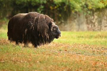 European muskox in the beautiful meadow. Ovibos moschatus. European animals. Prehistoric creature. Amazing animal in the nature habitat.