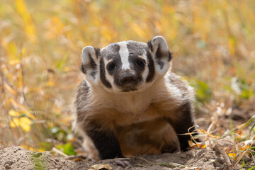 Badger in Autumn in Wyoming