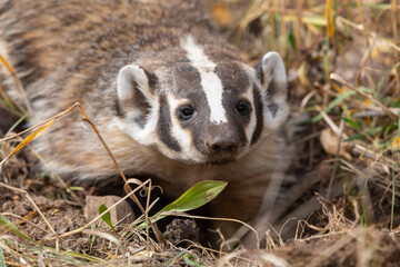 Badger in Autumn in Wyoming