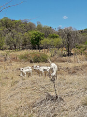 cattle in the pasture