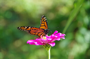 Monarch butterfly on wild flower