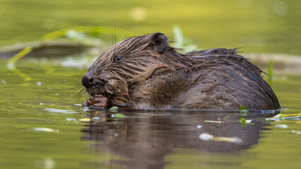 Wet eurasian beaver, castor fiber, biting in river in springtime. Aquatic rodent eating in wetland in spring. Brown mammal feeding in green water. - obrazy, fototapety, plakaty