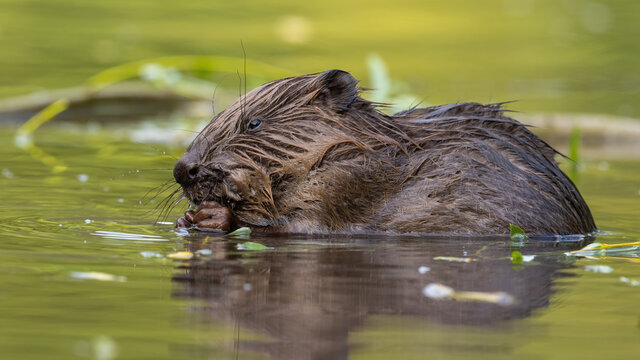 Wet eurasian beaver, castor fiber, biting in river in springtime. Aquatic rodent eating in wetland in spring. Brown mammal feeding in green water.